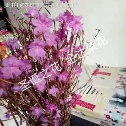 花煊唯凤·美拍艺术 花卉在时光里的温柔回响